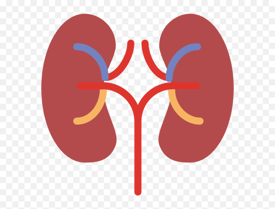 Kidney - Transparent Background Kidney Clipart Png,Kidney Png