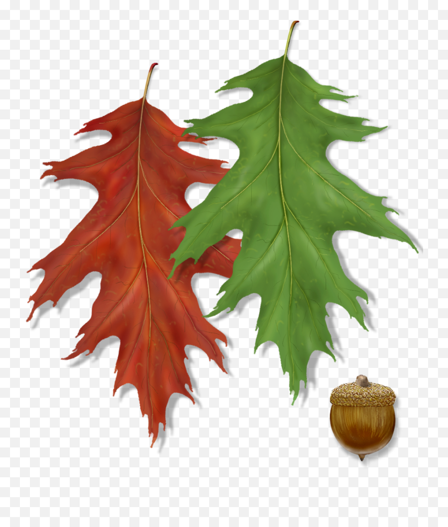 Northern Red Oak Tree Montgomery - Acorn Png,Oak Leaf Png