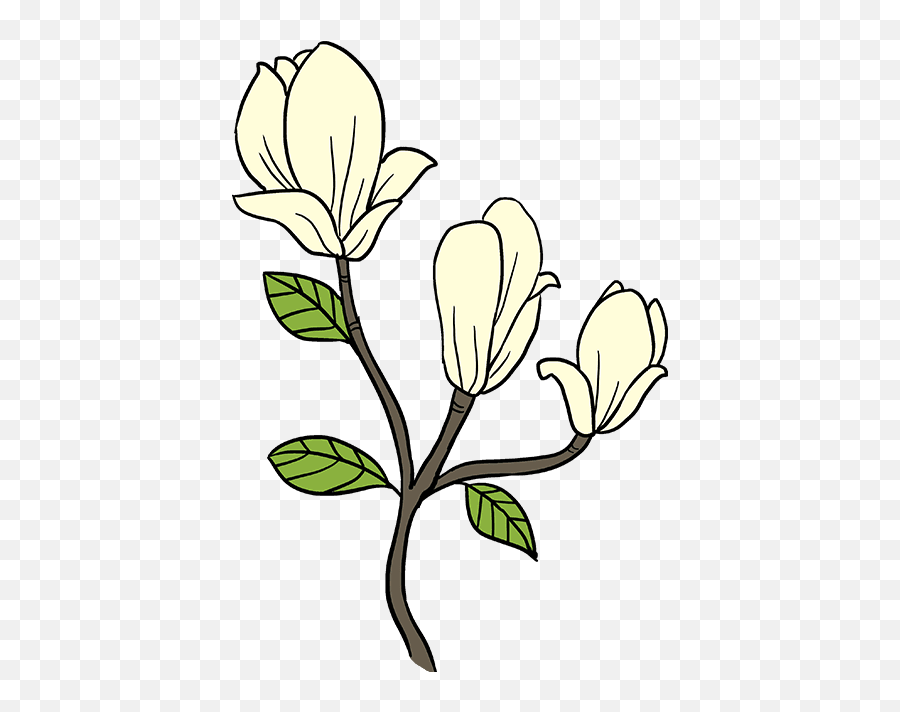 Download How To Draw Magnolia Flower - Easy Magnolia Drawing Png,Magnolia Png