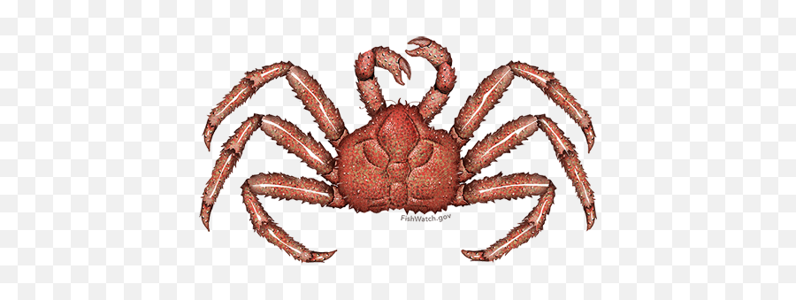 Red King Crab - Red King Crab Png,Crab Legs Png