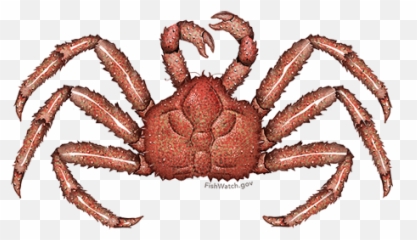 Red King Crab - Red King Crab Png,Crab Legs Png