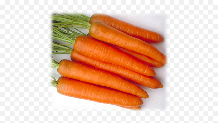 Zanahoria Danvers Half Long 126 Semillas - Baby Carrot Png,Zanahoria Png