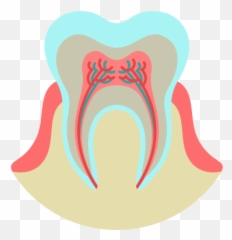 Dentist In Sydney Barangaroo Pyrmont U0026 Martin Place - Dental Treatment Plant Icon png