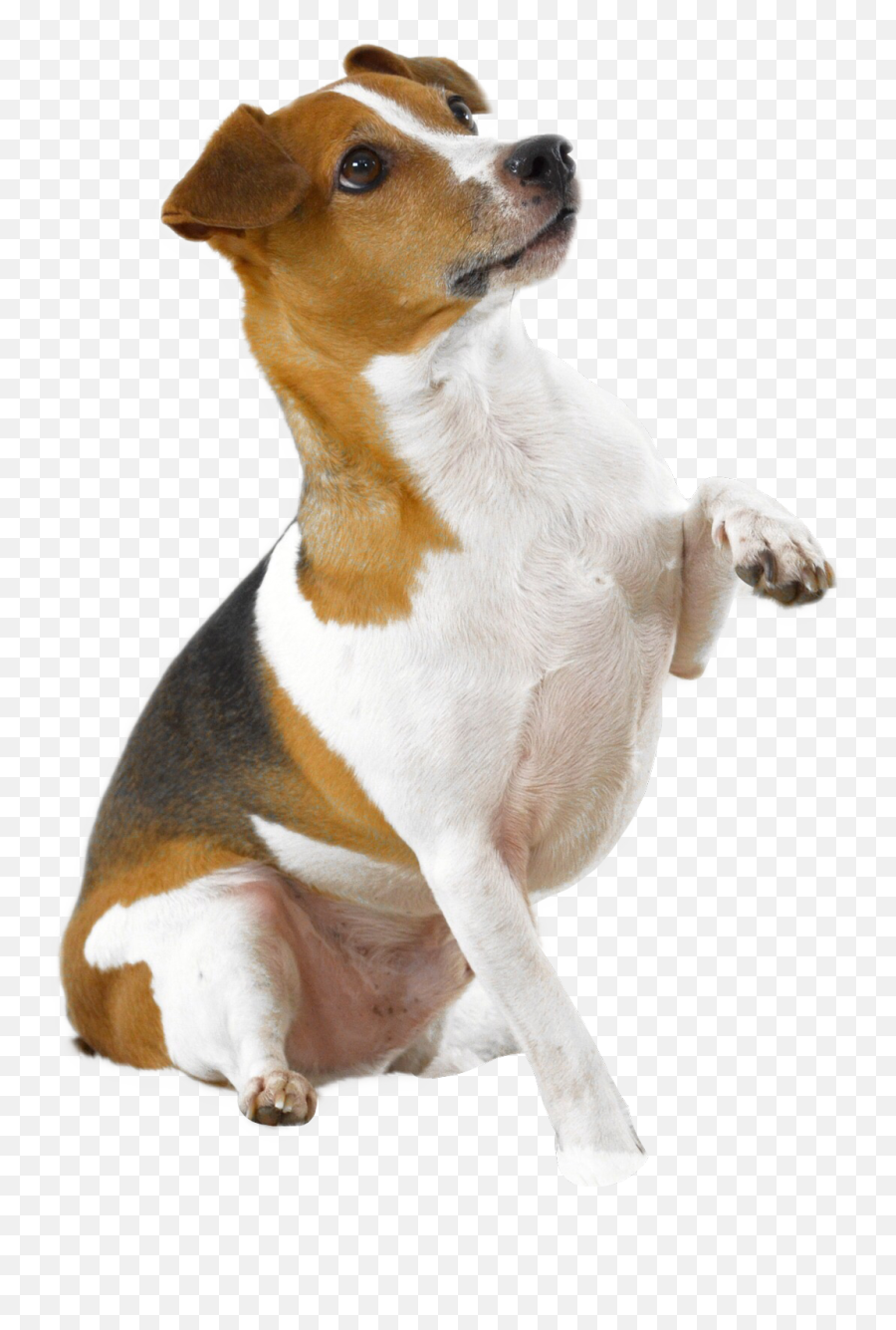 Dog Holding Paw Up Png Dogs