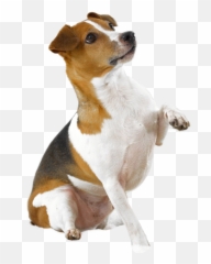 Dog Holding Paw Up Png Dogs