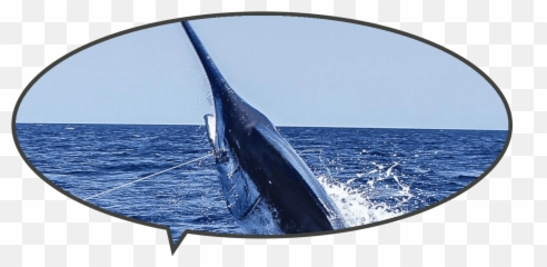 Top Dog Wins Big Rock 2019 With 914 Pound Blue Marlin - Atlantic Blue Marlin Png,Marlin Png
