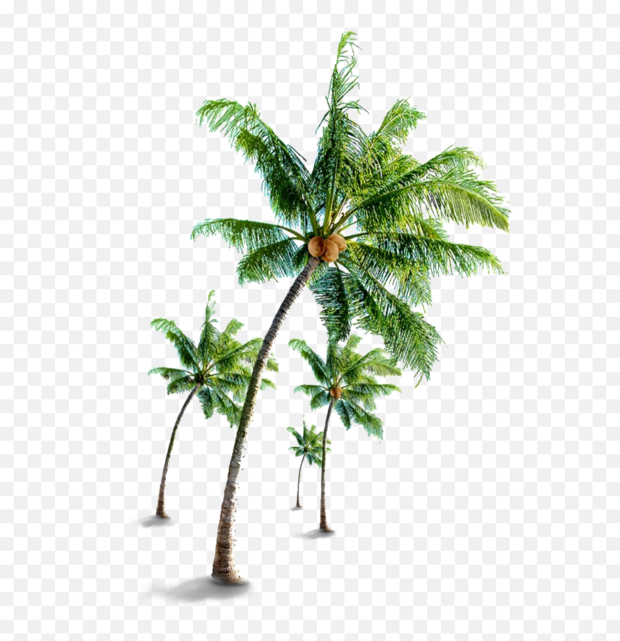 Coconut Tree Png Free Download - Transparent Coconut Tree Png,Free Tree Png