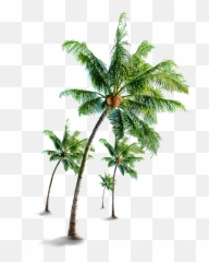 Coconut Tree Png Free Download - Transparent Coconut Tree Png,Free Tree Png