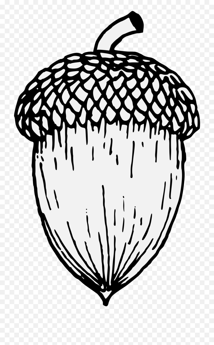 Clip Art Royalty Free Library Acorn Black And White - Acorn Drawing Of An Acorn Png,Art Png