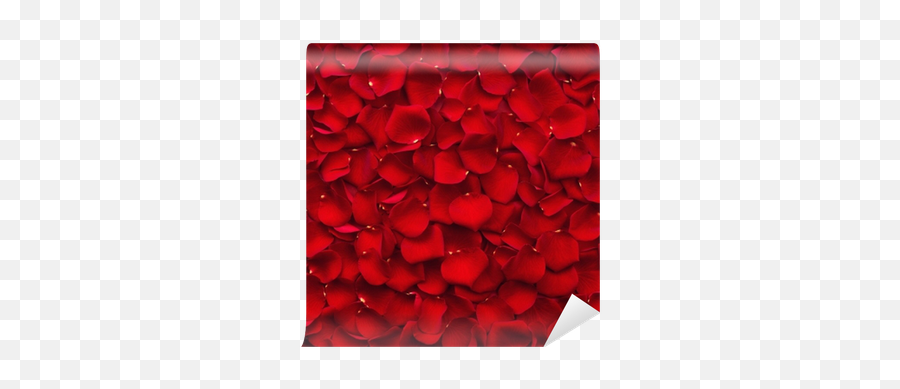 Background Of Red Rose Petals Wall Mural U2022 Pixers We Live To Change - Wrapping Paper Png,Rose Petals Transparent Background
