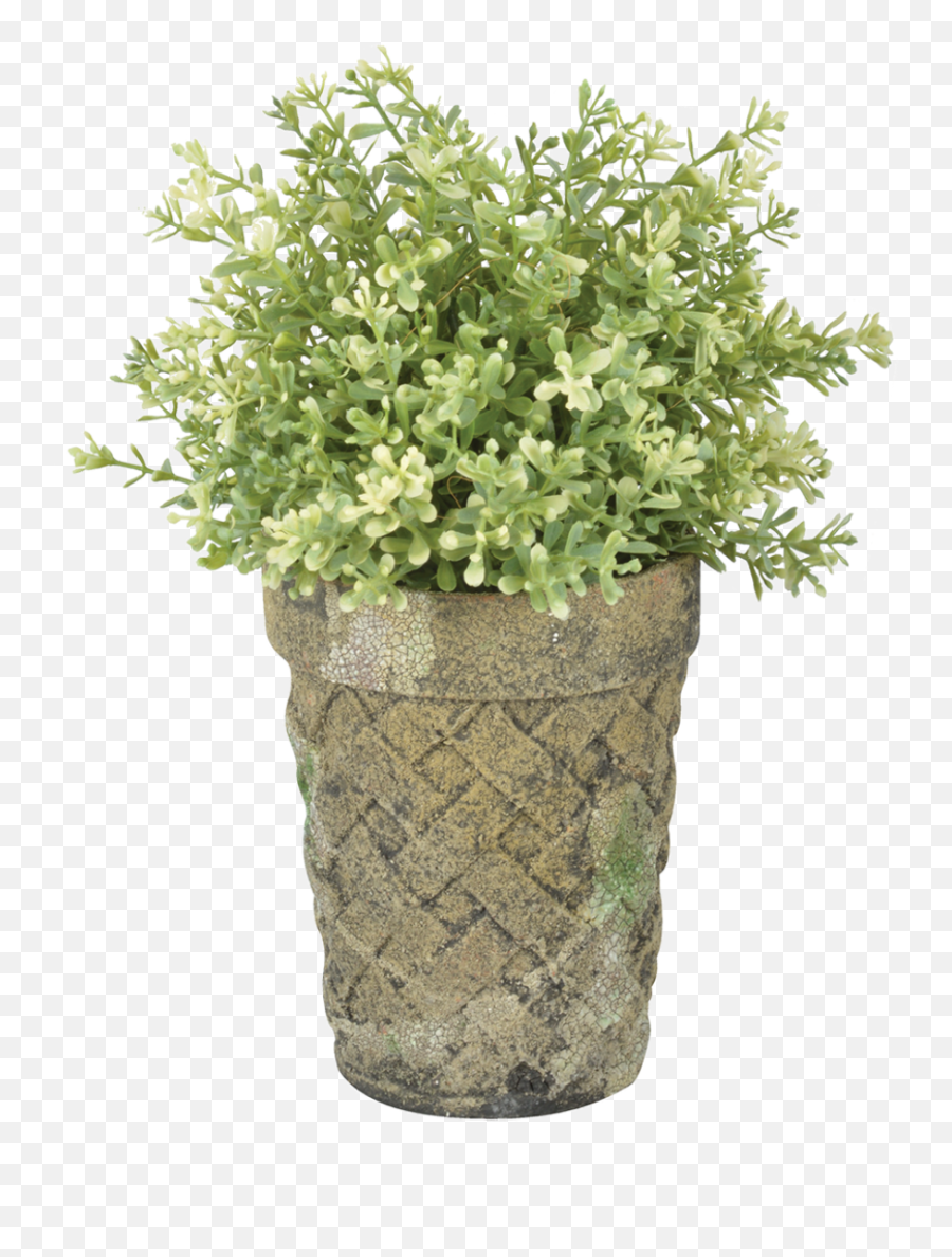 Ac Long Toms Moss - Esschert Design Flowerpot Png,Long Grass Png