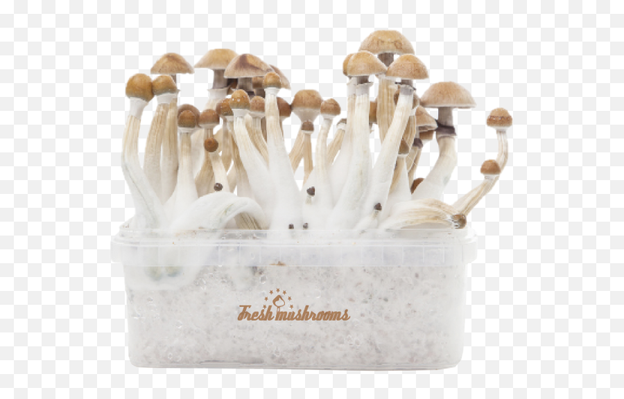 Shrooms Png - Mexican Xp Magic Mushroom Mexican 1581673 Mexican Mushrooms Grow Kit,Mushroom Transparent Background