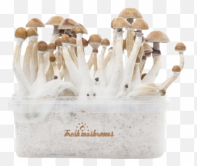 Shrooms Png - Mexican Xp Magic Mushroom Mexican 1581673 Mexican Mushrooms Grow Kit,Mushroom Transparent Background