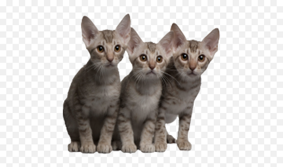 4 Cats Transparent Png Clipart Free - Ocicat,Cats Png