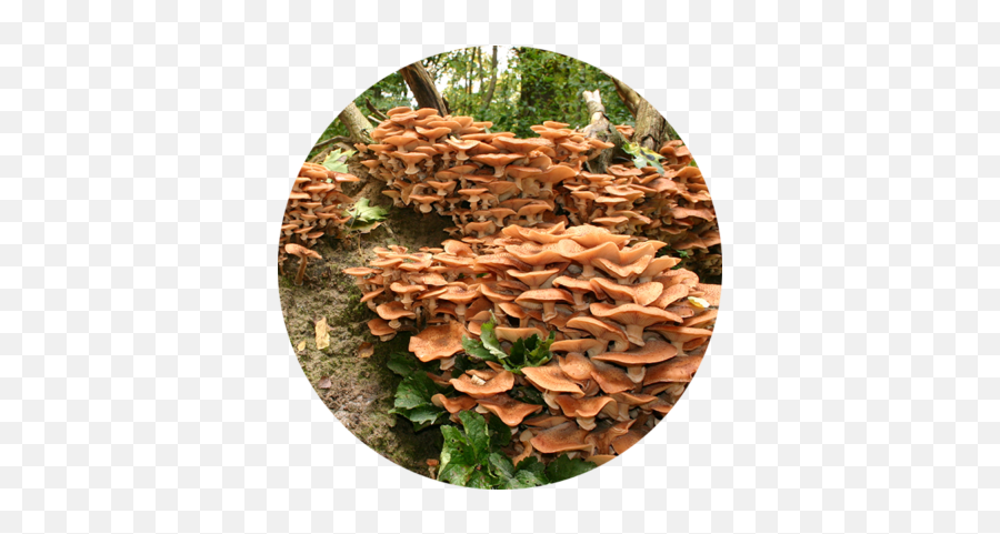 Funky Fungi U2013 Wonders Of Biology - Tree Stump Png,Fungi Png