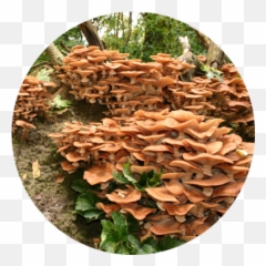 Funky Fungi U2013 Wonders Of Biology - Tree Stump Png,Fungi Png