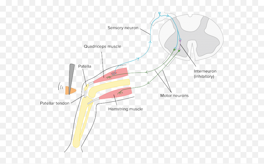 Effector - Graphic Design Png,Neuron Png