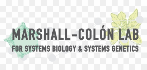 Marshall - Graphic Design png