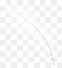 White Feathers Png Picture