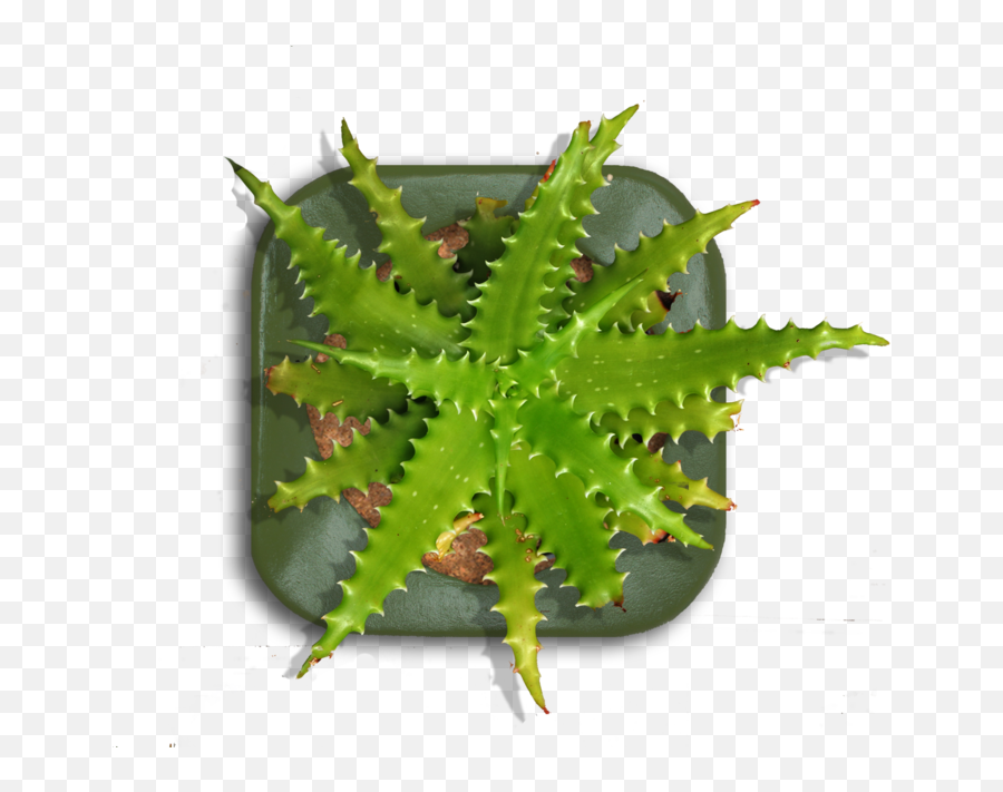 Download Tall Indoor Plant Png - And Prickles,Plant Top View Png