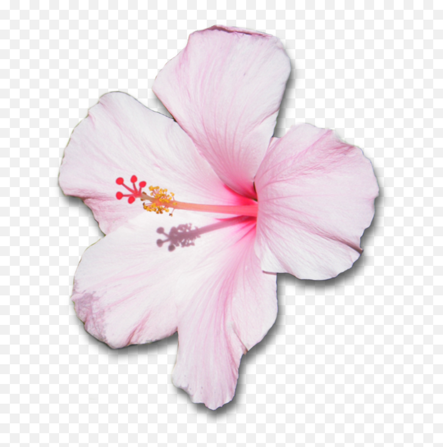 White And Pink Hibiscus Flower - Hibiscus Pink Flower Png,Hibiscus Flower Png