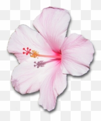 View Transparent Background Pink Hibiscus Flower Png Pictures