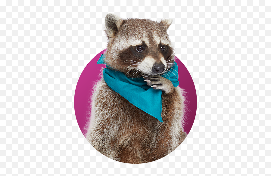 Recycled Other Quiz - Recycling Raccoons Procyon Png,Raccoon Transparent