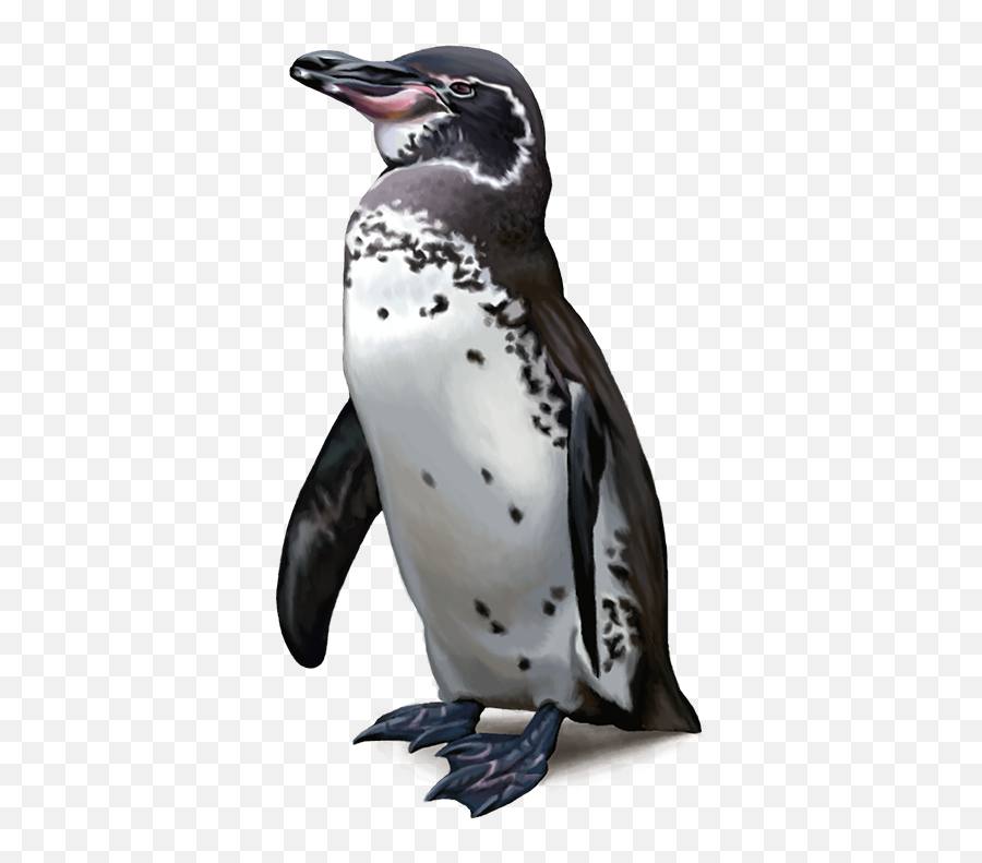 Download - Emperor Penguin Png,Penguin Transparent