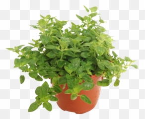 Download Mexican Bush Sage Png Image - Transparent Oregano Plant