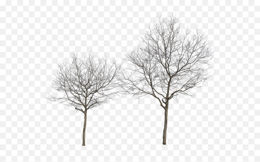Winter Trees Png Free Images Transparent Clipart - Tree Winter Cut Out Png,Transparent Trees