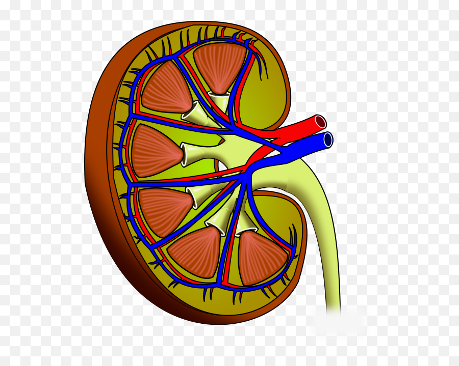 Kidney - Contercurrent Mechanism Png,Kidney Png