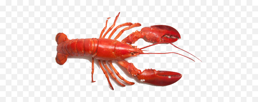 Lobster Png In High Resolution - Lobster Png,Lobster Png