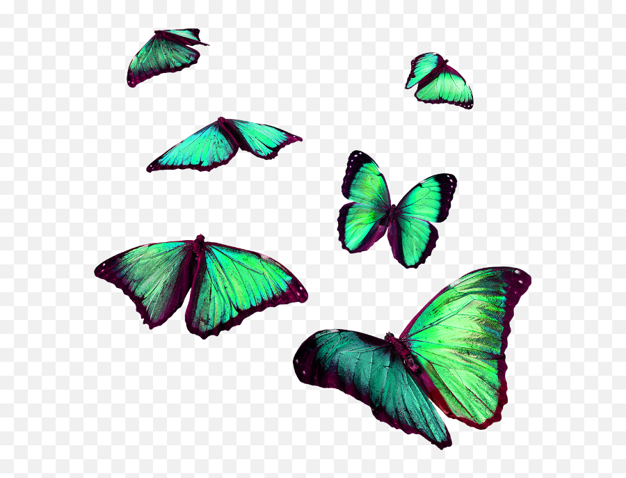 Download Report Abuse - Flying Butterfly For Picsart Png Flying Green Butterfly Png,Flying Butterfly Png