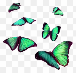 Download Report Abuse - Flying Butterfly For Picsart Png Green