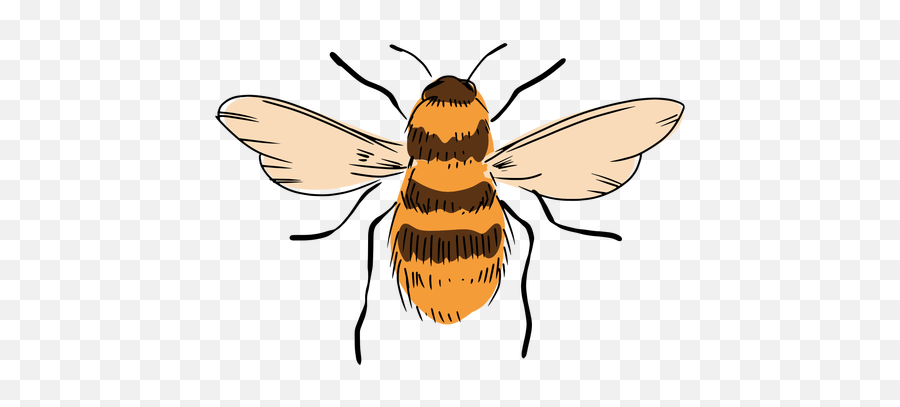 Bee Illustration - Parasitism Png,Transparent Bee