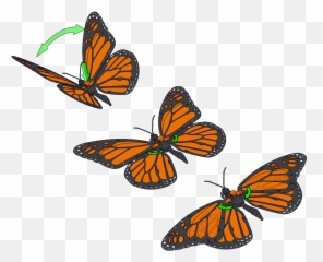 Articulated Monarch Butterfly Papillon Monarque Articulé - png