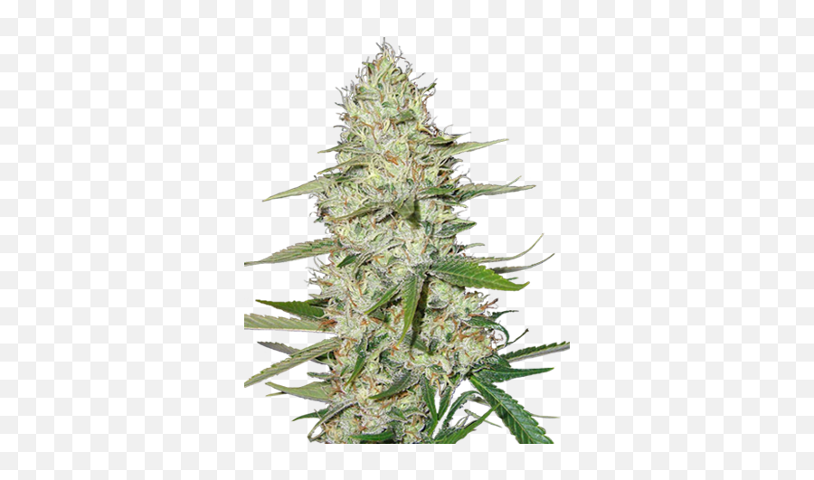 Power Plant Feminized Cannabis Seeds - Cannabis Seeds For Sale Png,Marijuana Plant Png