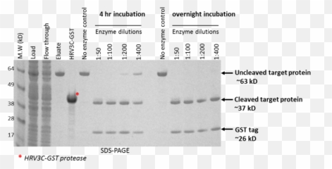 Enzymes - Dot png