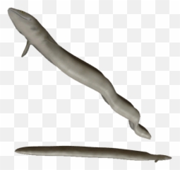 Moray Eel Pack - Northern Skies Zoo Tycoon 2 Png,Zoo Tycoon 2 Icon