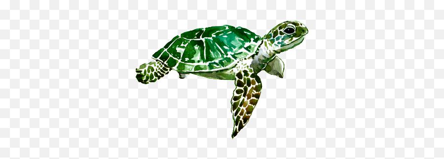 Discover The Coolest Ceiaxostickers Tumblr Transparent - Watercolor Turtle Transparent Png,Transparent Aesthetic