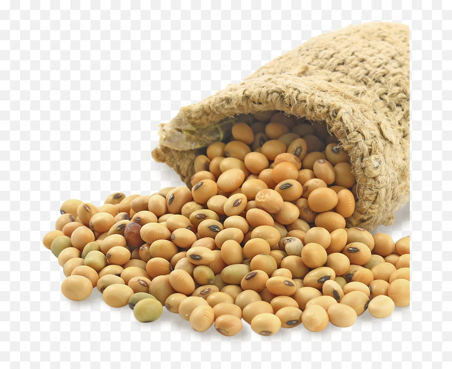 Png Transparent Soybean Seed - Soy Bean Png,Seed Png