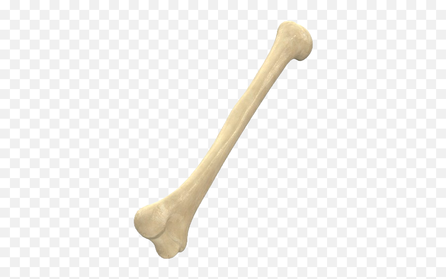 Bone Png Images Free Download - Bones Transparent Background,Bone Png