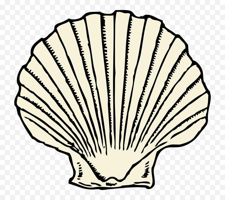 Scallop Shell Clipart - Seashells Black And White Png,Scallop Png