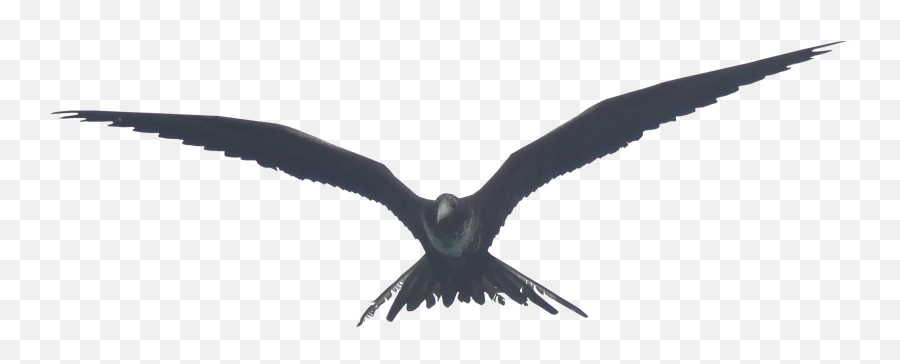 Image - Frigate Bird Png,Birds Png