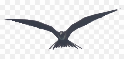 Image - Frigate Bird Png
