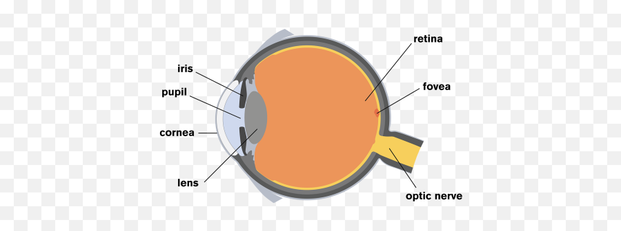 The Human Eye - Human Eye Png,Light Eyes Png