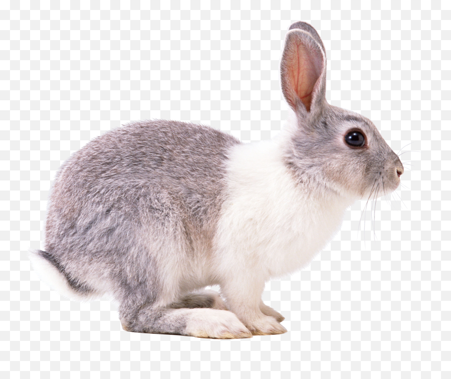Rabbit Twenty - Rabbit Stock Png,Rabbit Transparent