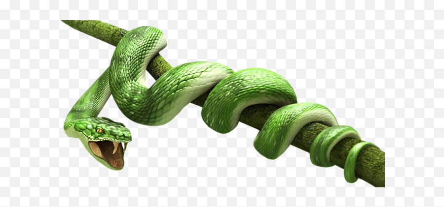 Transparent Image Icon Favicon - Green Snake Png,Snake Transparent Background