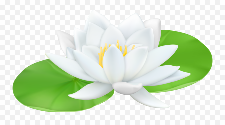 Water Lily Png Files - Clip Art Water Lily,Lily Transparent Background