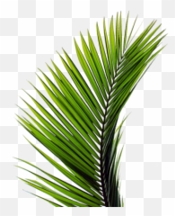 Palma - Palmera De Domingo De Ramos Png,Palmas Png